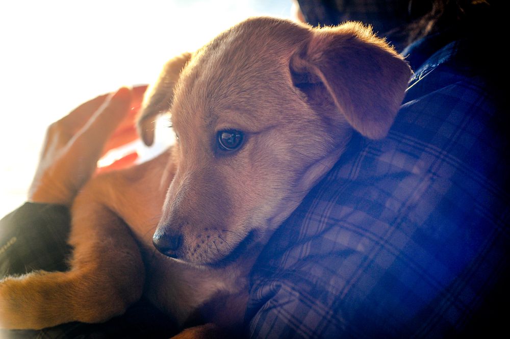 Can a Shy Dog Be a Service Dog?