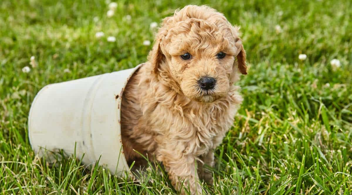 How Do I Know If My Goldendoodle is a Mini?